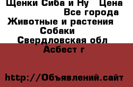 Щенки Сиба и Ну › Цена ­ 35000-85000 - Все города Животные и растения » Собаки   . Свердловская обл.,Асбест г.